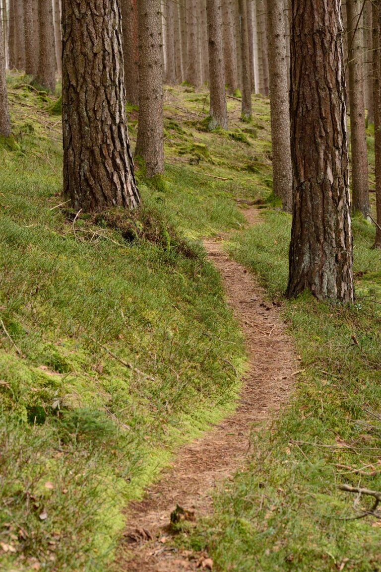 recreation, path, forest-1221737.jpg