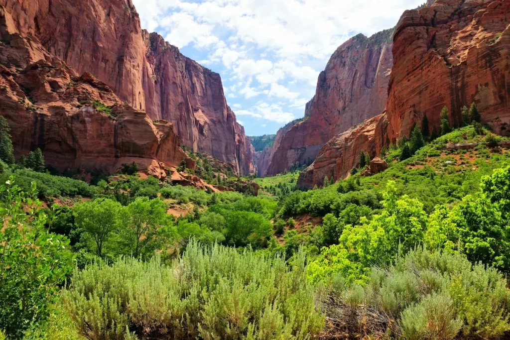 Looking across red rock box canyon in Zion's Kolob Canyons with green shrubs in the foreground
