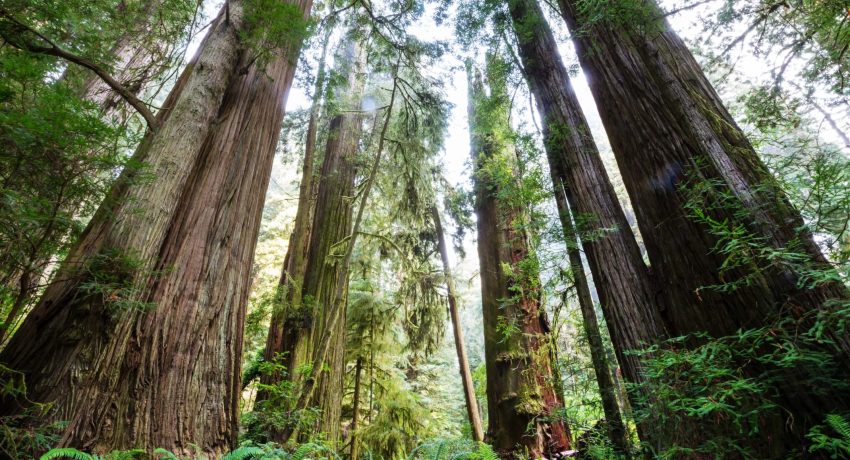 Redwood National Park trees and ferns