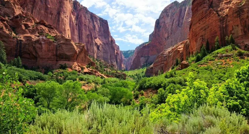 Looking across red rock box canyon in Zion's Kolob Canyons with green shrubs in the foreground
